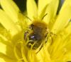 Osmia sp.